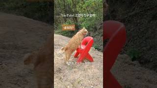 고양이도 의자 크기를 알까?/Does the cat know the size of the chair?