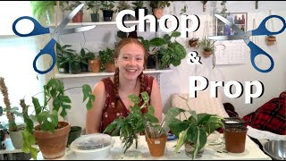 Propagate With Me! Beginners Guide to Propagation