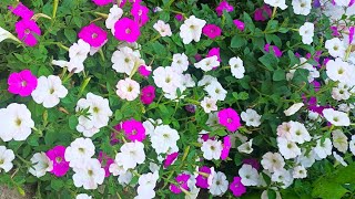 വെള്ള നാടൻ Petunia വീണ്ടും  റെഡി വേഗം വരൂ Limited stock ❤️Wayanadan Touch Garden White Nadan Petunia