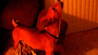 Basenji Howling