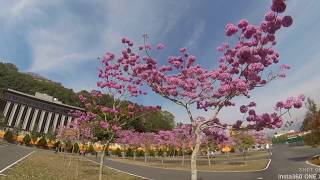 108年2月17日～埔里靈巖山寺～紅花風鈴木