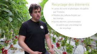 Production de tomates sous serre