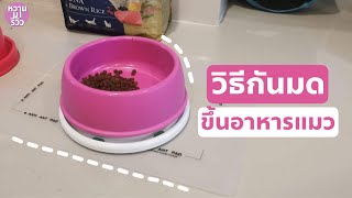 วิธีกันมดขึ้นอาหารแมว กับ 2 ไอเทมเด็ดที่ต้องมีติดไว้เลย | หวานมารีวิว