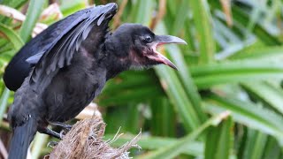 食べ物をおねだりするカラスの巣立ち雛 | オサハシブトガラス