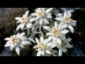 **EDELWEISS**   - instrumental version (with lyrics to the song)