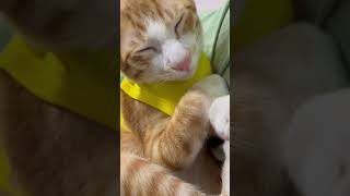 Ginger Cat  Sleeping With Mommy And Daddy