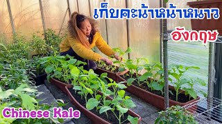 เก็บผักคะน้าปลูกในหน้าหนาวที่ประเทศอังกฤษ | ชีวิตคนไทยในต่างแดน | เมียฝรั่ง | Yanee UK ยาณี ยูเค