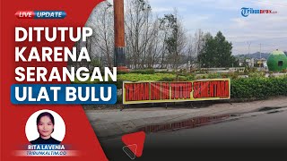 Taman Bebaya Samarinda Ditutup Sementara karena Serangan Ribuan Ulat Bulu, Warga Alami Iritasi Kulit