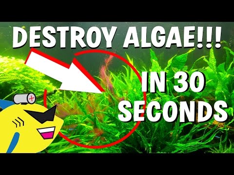How To DESTROY Algae in 30 Seconds (Get Rid Of Aquarium Algae FAST) How To DESTROY Algae in 30 Seconds (Get Rid Of Aquarium Algae FAST)