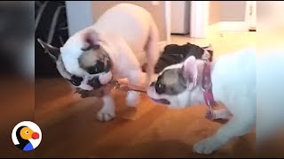 French Bulldog Siblings Play Every Day | The Dodo