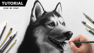 How to Draw Husky Dog | Tutorial for BEGINNERS