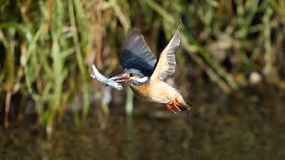 奮闘するお父さんカワセミ（Struggling kingfisher father）