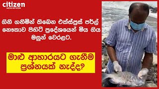 ගිනි ගනිමින් තිබෙන එක්ස්ප්‍රස් පර්ල් නෞකාව පිහිටි ප්‍රදේශයෙන් මිය ගිය මසුන් වෙරළට.