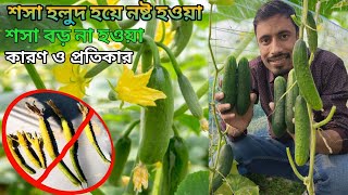 একটি শসা হলুদ হয়ে নষ্ট হবে না। শসার ফলন হবে বাম্পার