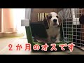 🐶ビーグルすぬ🐶お迎えした日🐾　クレートからなかなか出れない生後2か月ビーグル子犬