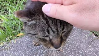 お尻ポンポンで尻尾フリフリの可愛い猫さん【A cute cat wagging its tail when you stroke its butt】