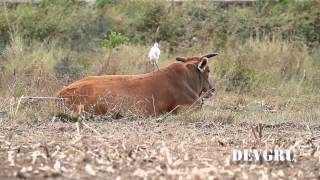 黃頭鷺 Cattle Egret