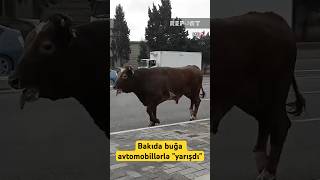 Bakıda buğa avtomobillərlə \