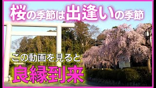 【櫻木神社】桜の季節は出逢いの季節！この動画で良縁をお届します！パワースポット遠隔参拝