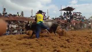 Allathur jallikattu pounraj kaalai adaikkiya kaatchi