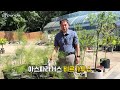 플랜테리어 식물로 인기가 많은 아스파라거스 대출동♥ 메이리 비르가투스