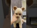 劇的ビフォーアフター　 犬 shorts