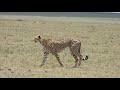 cheetah mother amani calling out her cubs