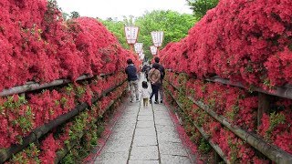 花のじゅうたん～乙訓寺～長岡天満宮～大阪 Hanano Jutan - Otokuni-dera - Nagaoka-tenmangu - Osaka(Japan)