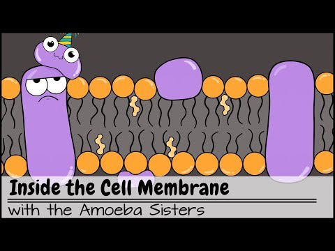 What helps maintain flexibility of the cell membrane?