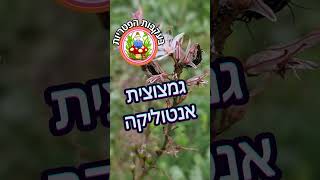 ליקוט גמצוצית אנטוליקה ( נדירה ) - Morchella anatolica - בעקבות הפטריות