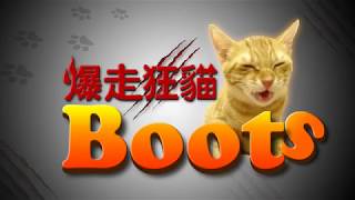 爆走狂貓Boots-1【領養區的小橘貓】無辜萌眼