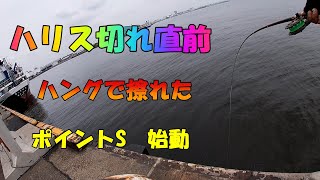 クロダイ落とし込み　名古屋港　2021 .6 .1＆2　Japan black sea bream fishing　ポイントG不調でSに移動して7枚GET　ギマの猛攻で退屈知らず　ハリス切れ多数