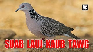 Suab Lauj Kaub Tawg Quaj