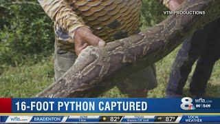 16-foot python captured in Florida Everglades