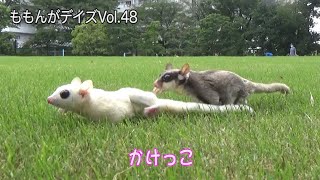 かけっこ - ももんがデイズ #048