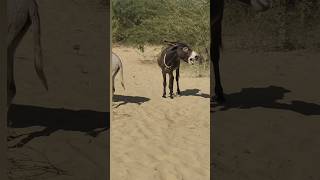 #youtubeshorts #animals #donkey #reels