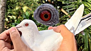 poli parava #pigeon #parava #malayalam #short