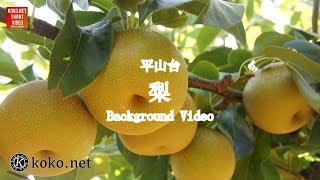 梨のBackground Video 2018【平山台】山口県萩市