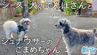 【漫画】シーズー犬てんぽさんとシュナウザーのごまめちゃん【信用できる男】Shih Tzu and Schnauzer