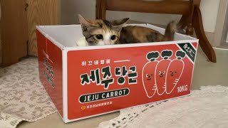 제주 특산품 아기 고양이 윤조랭이 팝니다 10kg 25,000원