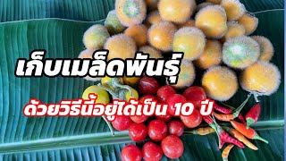 259/ วิธีเก็บเมล็ดพันธุ์ให้ถูกวิธี เก็บดีๆอยู่ได้เป็นสิบๆปี