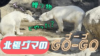 20【Vo.4北極グマ物語】『ゴーゴ』です♪ツヨちゃんへの 贈り物 ”から半年。頑張るかわいいペアをご覧ください！ 2022/ 1  * The story of polar bears.*