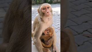 monkey feeding baby video #monkey #monkeyvideo #bandar