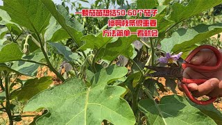 1颗茄苗想结50-60个茄子，修剪枝条很重要，方法简单一看就会 【农人旺旺】