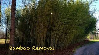 EPIC Bamboo Removal with Forestry Mulcher in Virginia