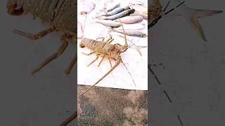 lobster.live சிங்கி இறால் 200rs one buying at Marina beach Chennai #shorts. #Subscribetomychennal.