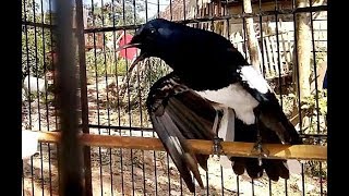 Playtube Pk Ultimate Video Sharing Website