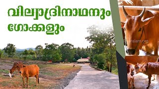 Vilwadri Cow Farming | Thrissur | വില്വാദ്രിനാഥനും ഗോക്കളും