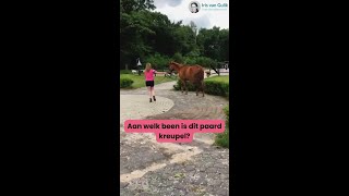 Kreupelheid bij paarden, zie jij aan welk been dit paard kreupel is?