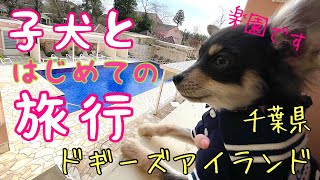 【 子犬と初めての旅行 】ドギーズアイランド巨大ドッグラン付きホテルに宿泊！チワワ×ミニピンMIX犬チワピンびるす【愛犬と二人旅】ペット可①